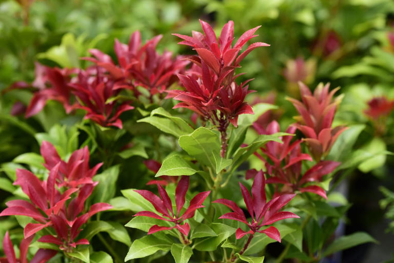8 hardy container plants you can leave outside all winter long