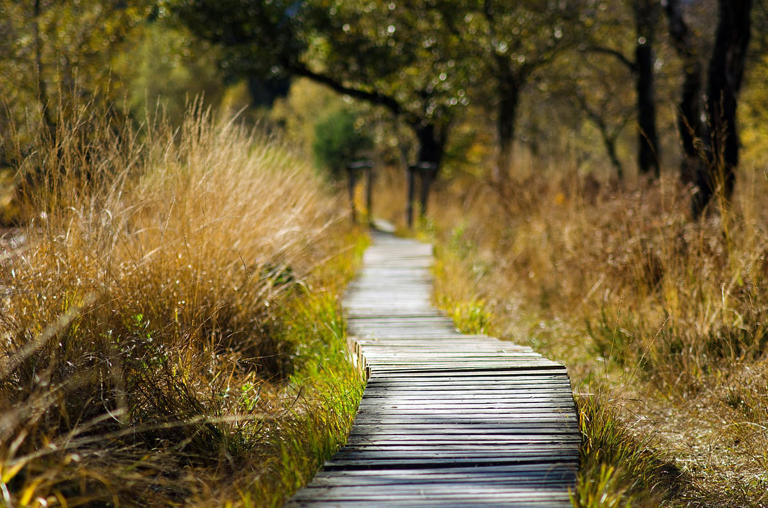 Why a city stroll can calm the mind just like nature does