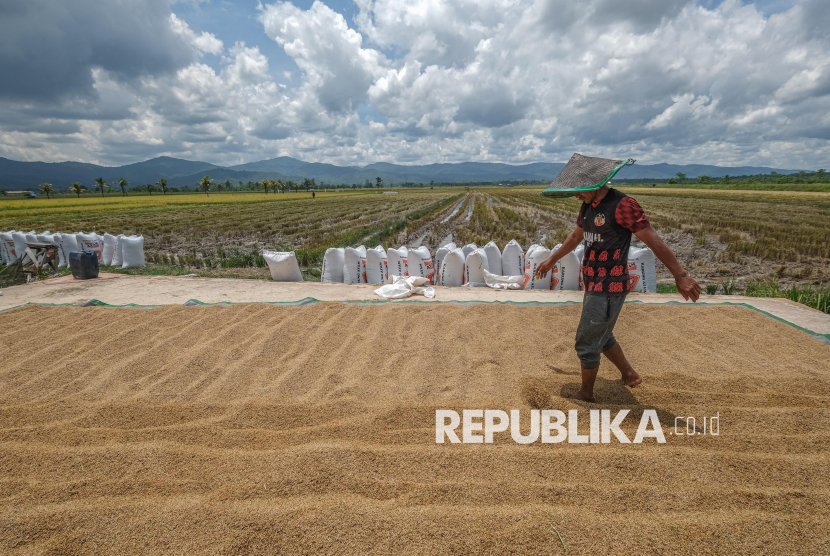 KDM bekerja sama dengan BRIN, Jawa Barat siapkan benih padi unggul