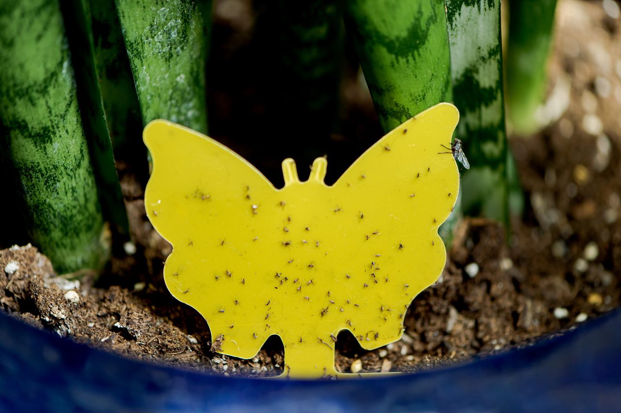 Yellow sticky trap covered in fungus gnats in the dirt of potted snake plants.