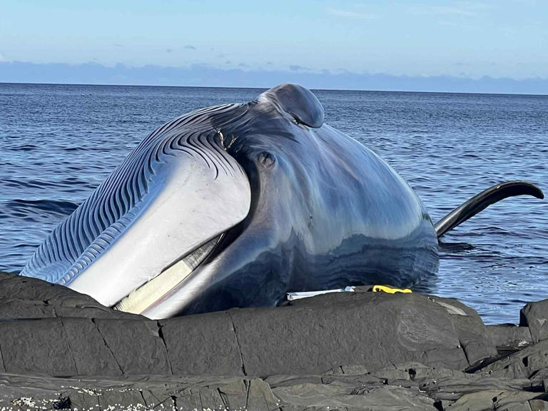 Le rorqual commun échoué à Grande-Vallée serait mort par asphyxie