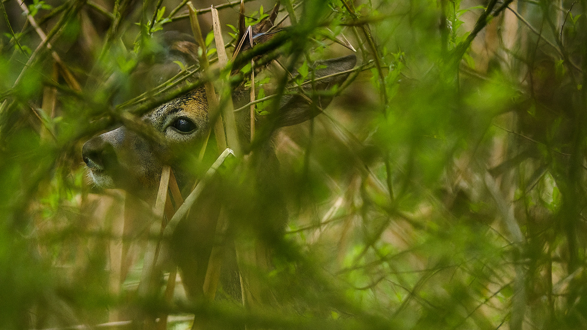 Wildlife Moment – A Roe Deer Naturally Cleans Its Antlers
