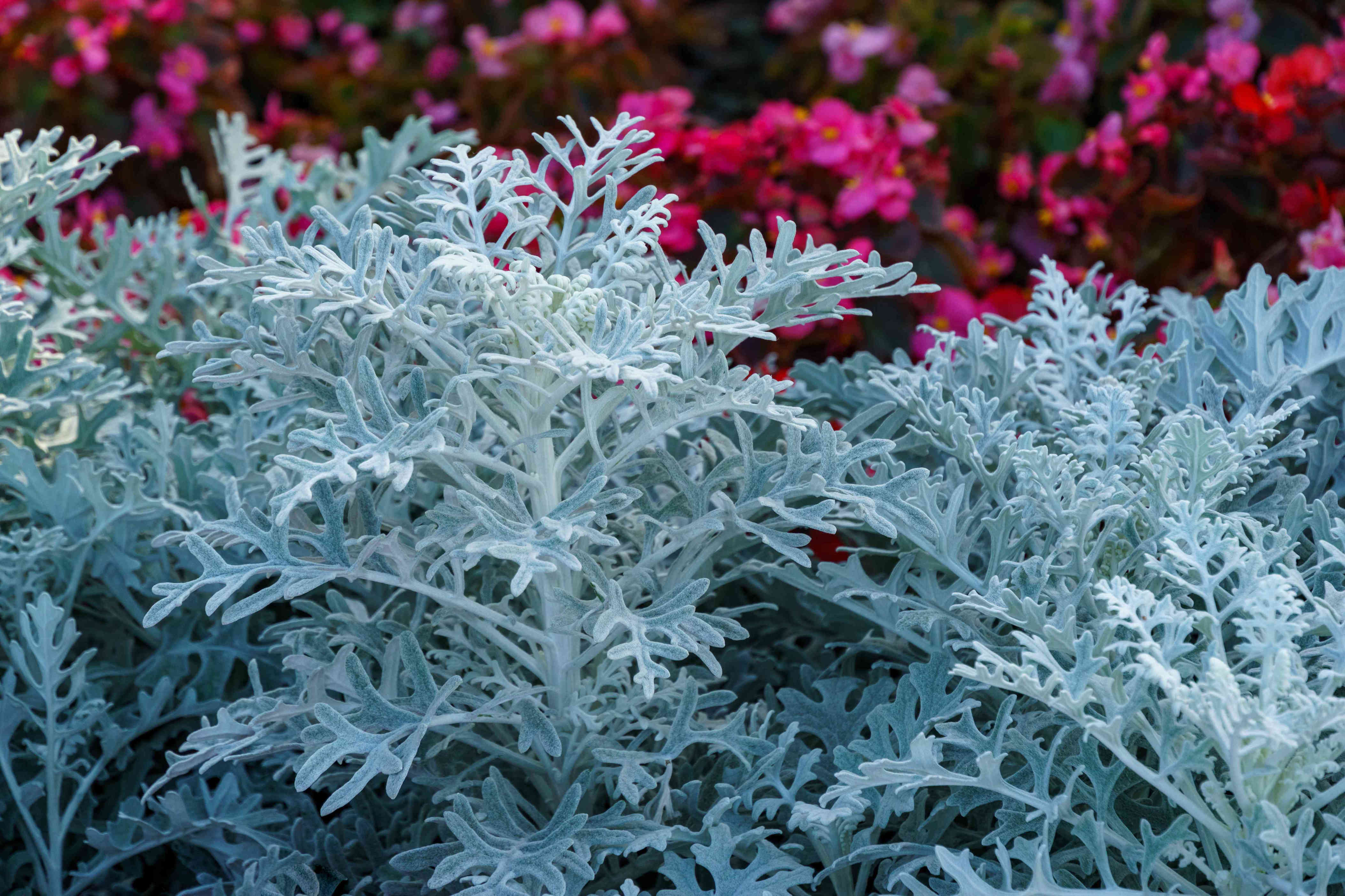 8 hardy container plants you can leave outside all winter long