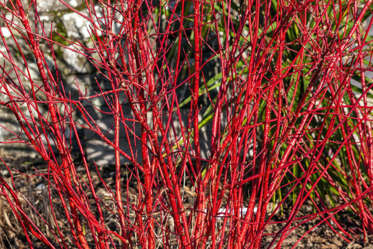 8 hardy container plants you can leave outside all winter long