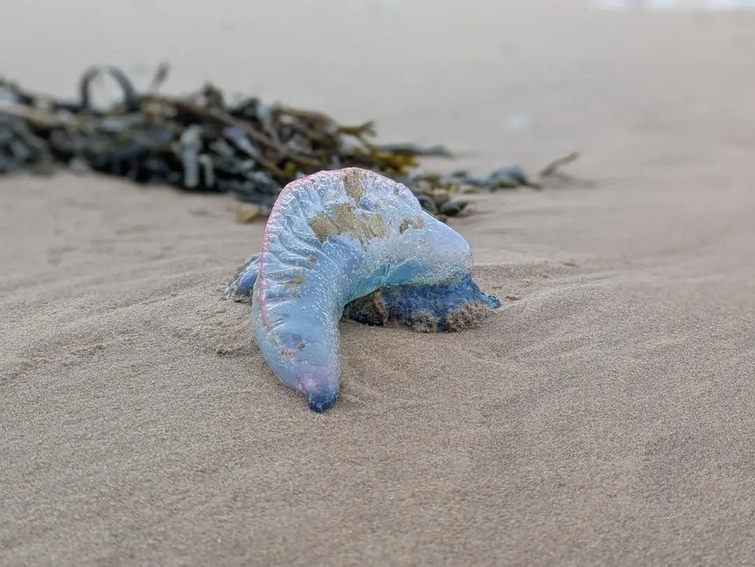 Warning as potentially deadly sea creature spotted