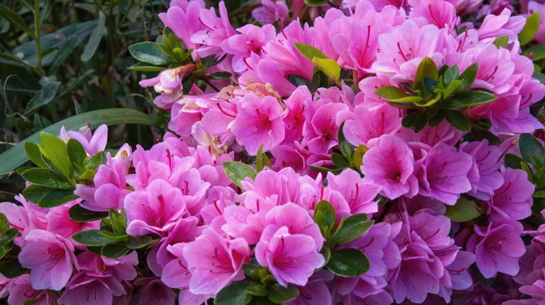 The Flowering Bush That Will Make A Great Hummingbird Magnet