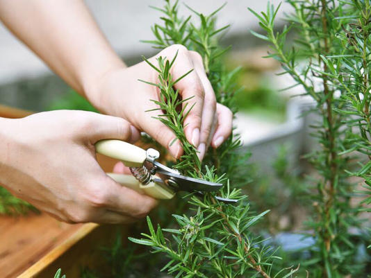 El poder del romero, según el Feng Shui.