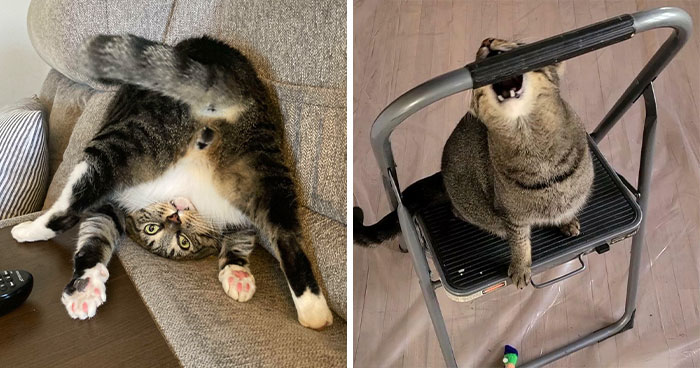 44 Times Cats Malfunctioned And Their Owners Just Had To Document It ...