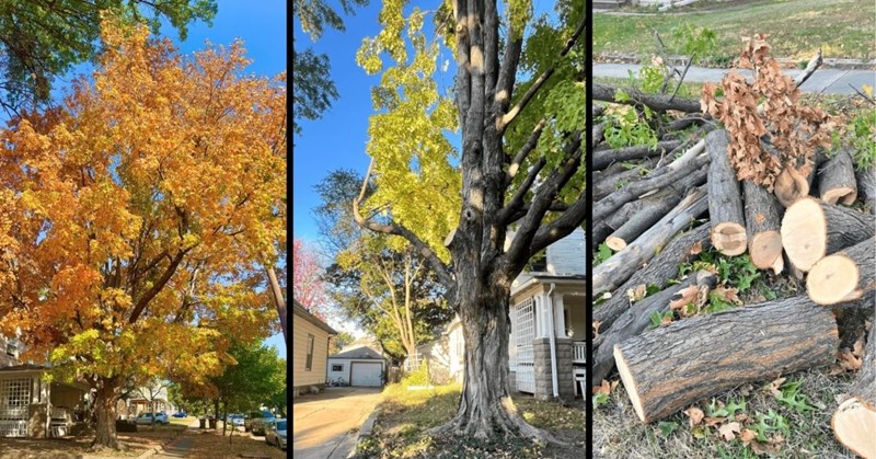 New neighbor cuts down homeowner's tree while they're away on vacation ...