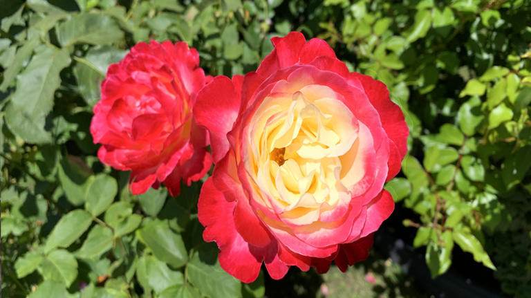 10 Varieties Of Roses You Shouldn't Be Cutting Back In The Fall