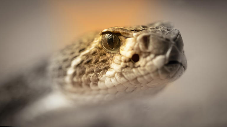 10 Wild Animals Tourists Should Avoid At All Costs