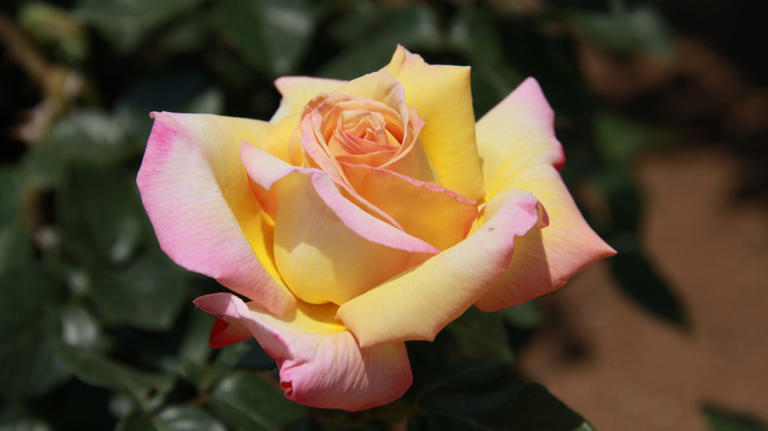 10 Varieties Of Roses You Shouldn't Be Cutting Back In The Fall