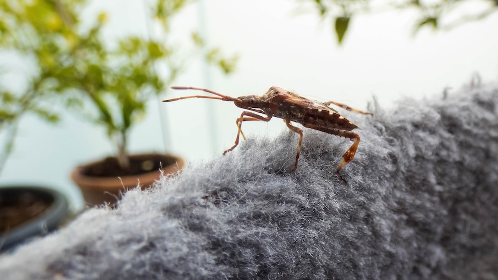 Are Stink Bugs a Threat to Pets?