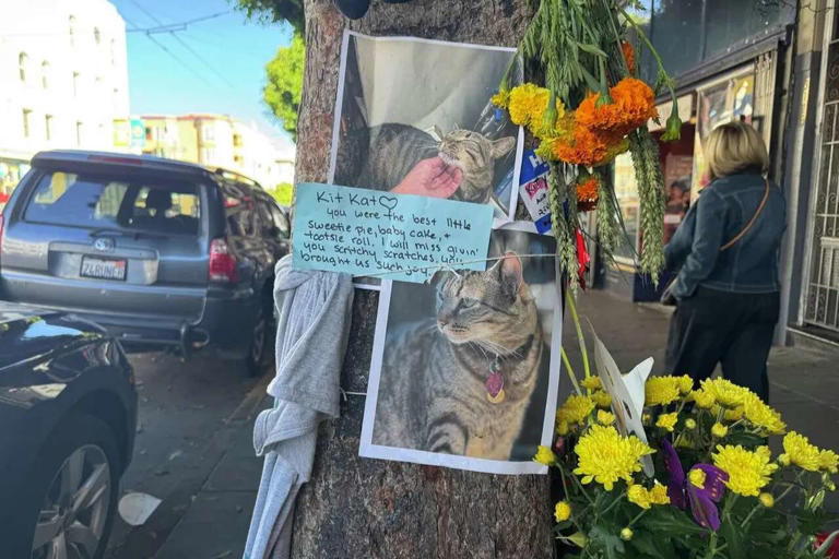 A makeshift altar memorializes KitKat, a feline killed by a Waymo driverless taxi on 16th Street in San Francisco's Mission District. (Aidin Vaziri/S.F. Chronicle)