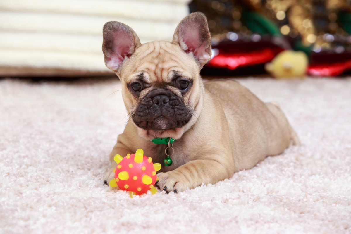 Sweet French Bulldog Dutifully 'Prepares His Toys' Each Evening for Dad ...