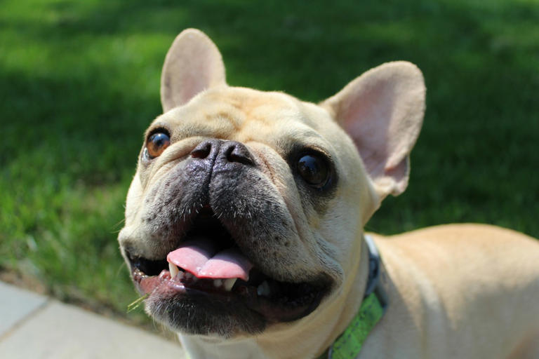 Sweet French Bulldog Dutifully 'Prepares His Toys' Each Evening for Dad ...