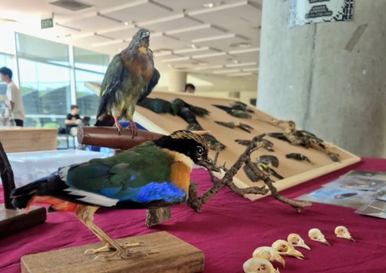 Singapore’s NTU students push bird-safe upgrades to glass building ...