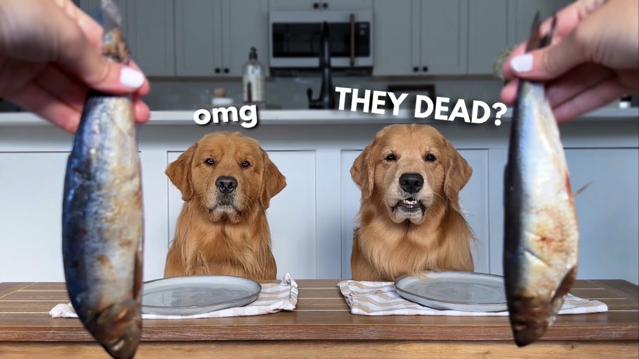Sibling Food Review – Dogs Try Whole Fish for Dinner