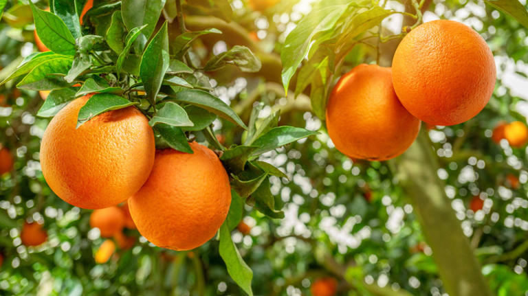 How To Grow An Orange Tree From Seed For An Endless Supply Of Fruit