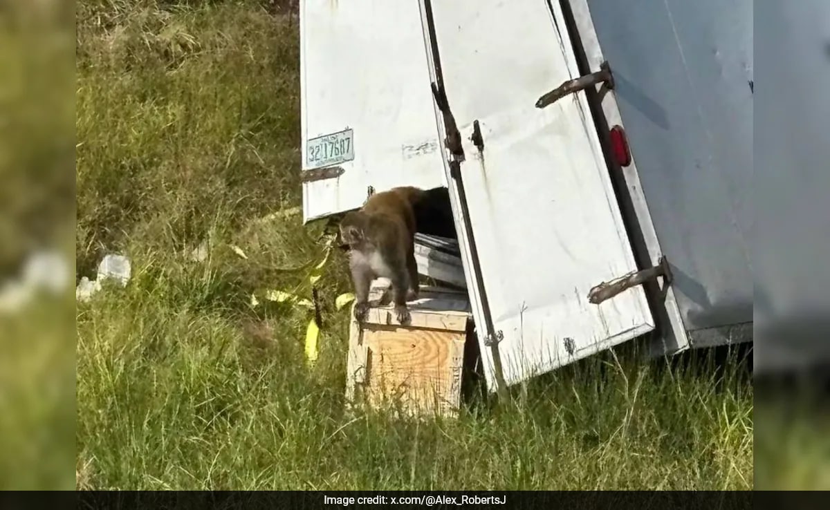 Fearing Children's Safety, US Woman Kills Escaped Virus-Carrying Monkey