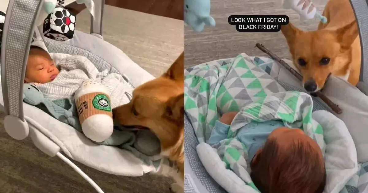 La storia del cane che ha accolto la nuova sorellina umana nel modo più ...