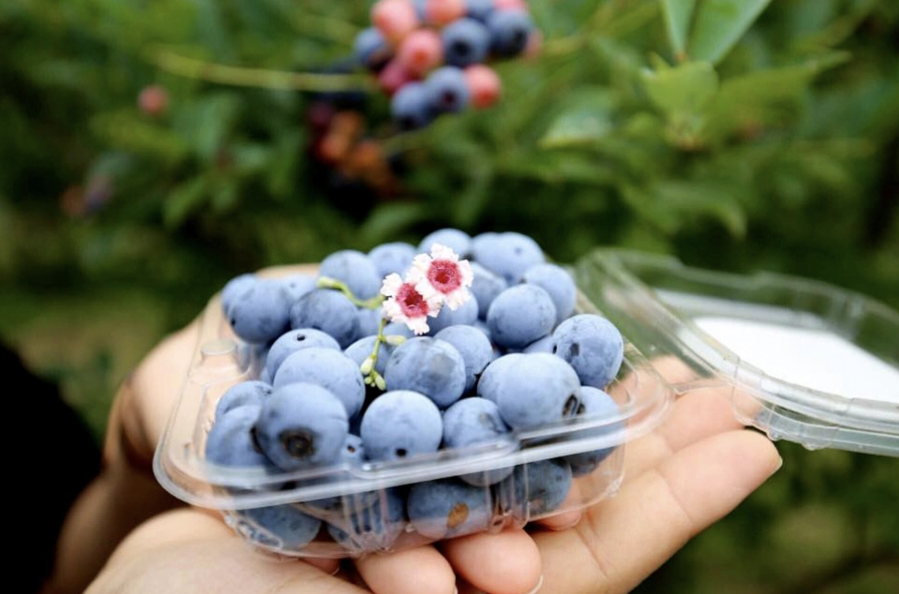 5 thực phẩm 'vàng' đẩy lùi ung thư vú