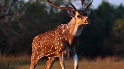 Rusa Tutul, Si Cantik Bermotif Totol yang Hidup Berdampingan dengan ...