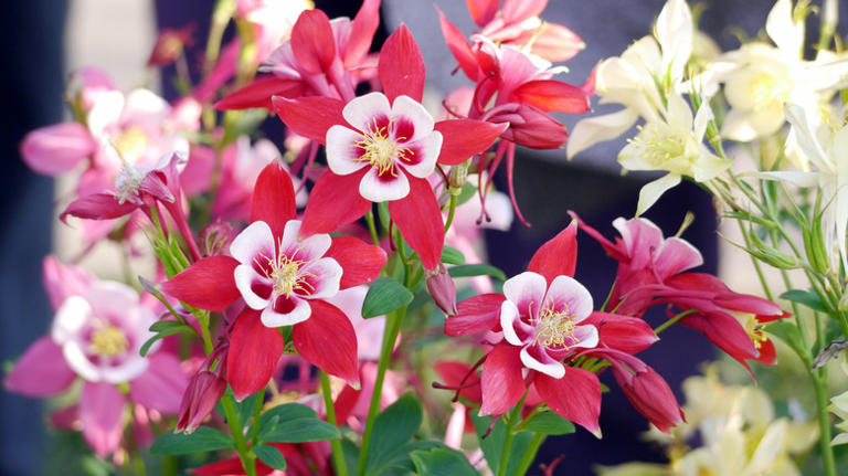 16 Vibrant Red Flowers To Plant And Grow If You Want To Attract ...