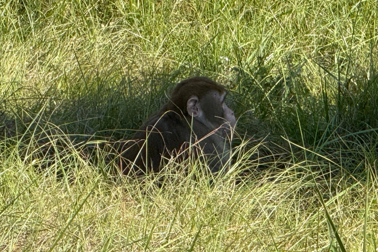 Mississippi woman kills escaped monkey fearing for her children's safety