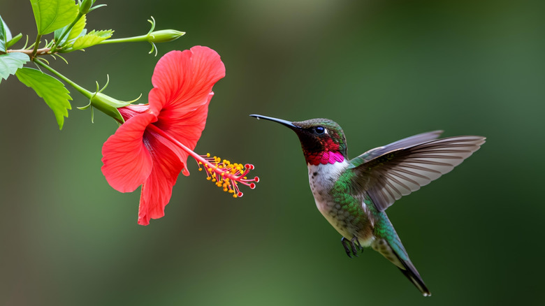 16 Vibrant Red Flowers To Plant And Grow If You Want To Attract ...