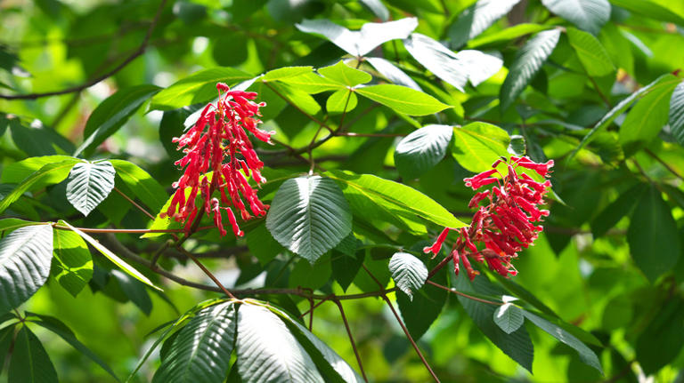 16 Vibrant Red Flowers To Plant And Grow If You Want To Attract ...
