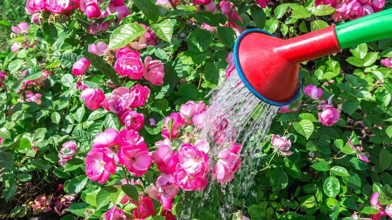 How To Tell If You've Accidentally Overwatered Your Roses