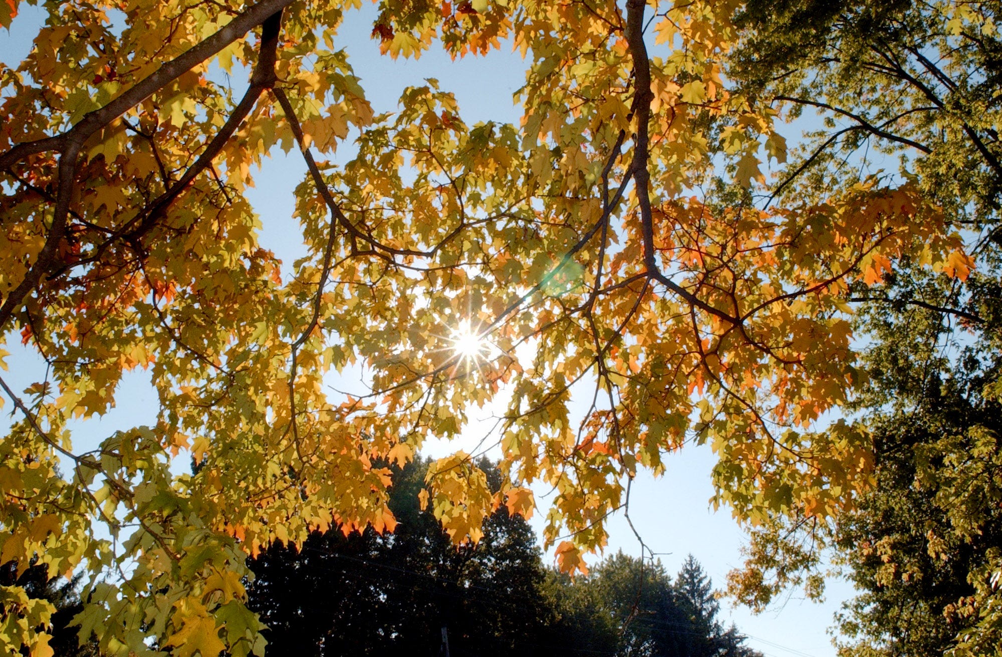 Chuck Bell says tall trees were both a blessing and a curse to early ...