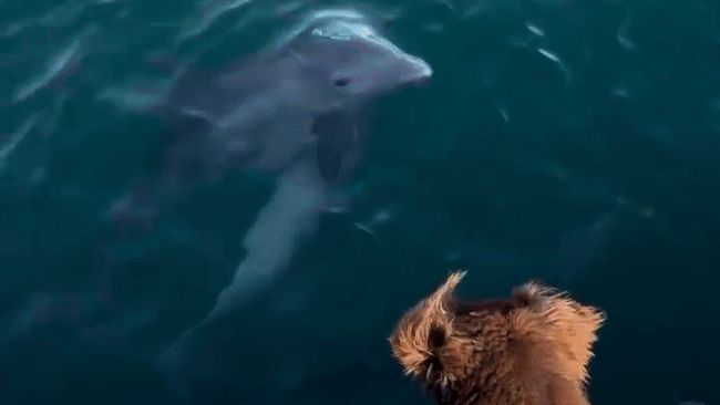 Dolphins Say Hello to Dog in Moment 'Straight Out of a Disney Movie'