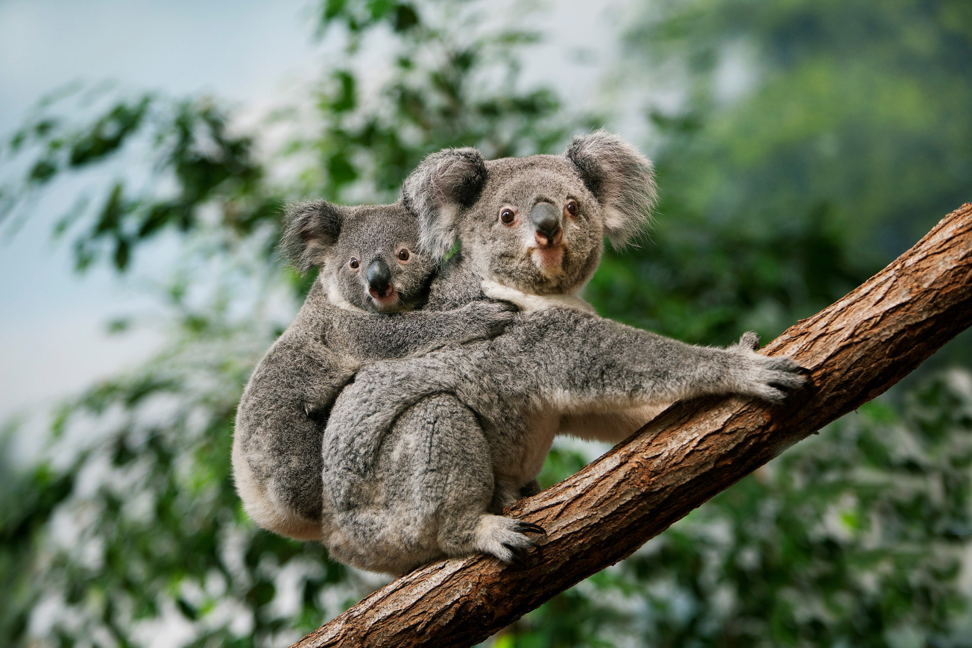 A calm scene reminding users that docket searching doesn’t have to be a wild chase, like spotting a harmless Australian animal.