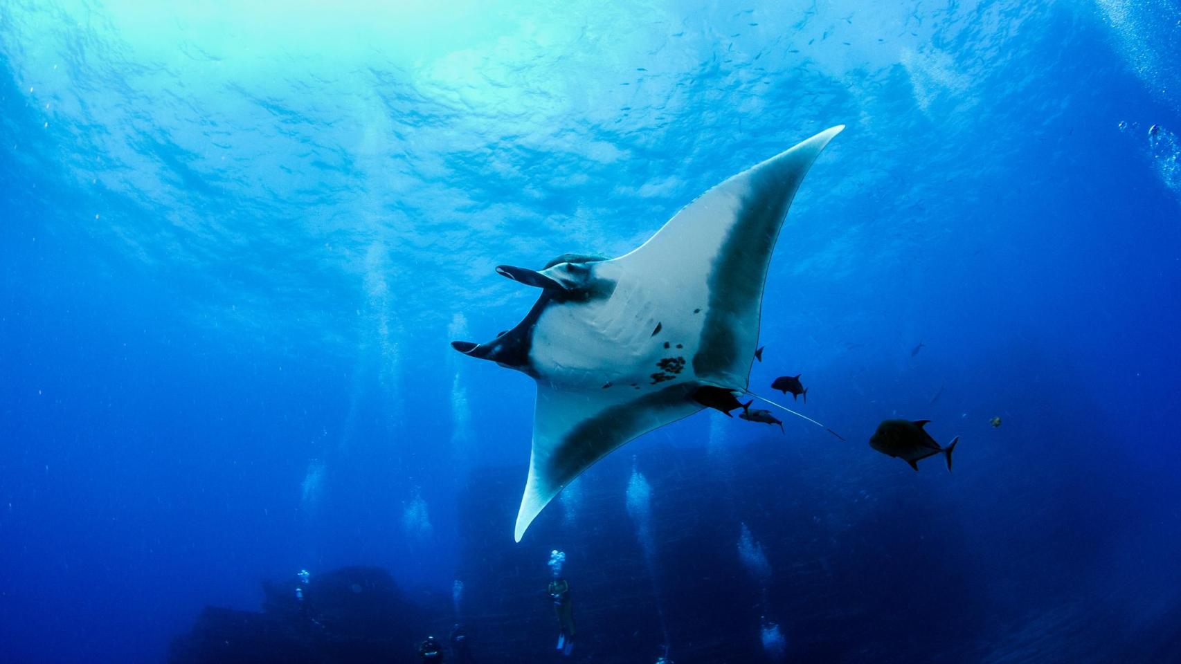 Las mantarrayas, las nuevas vigías del mar: memorizan las profundidades ...