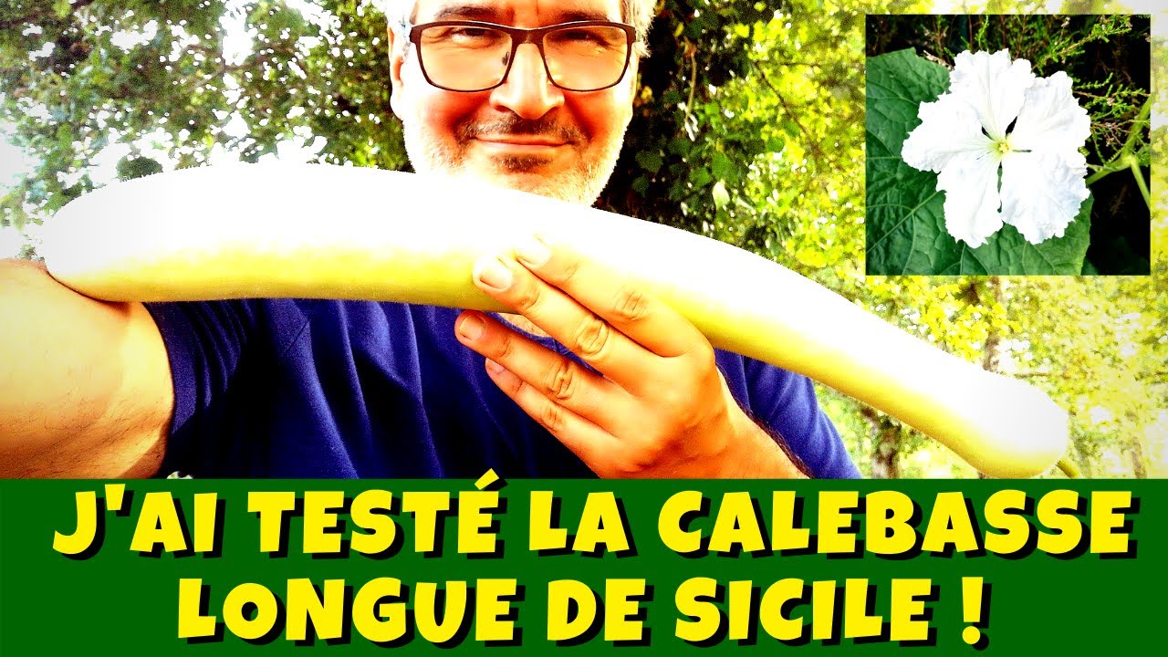 Calebasse longue de Sicile : comment bien la cultiver