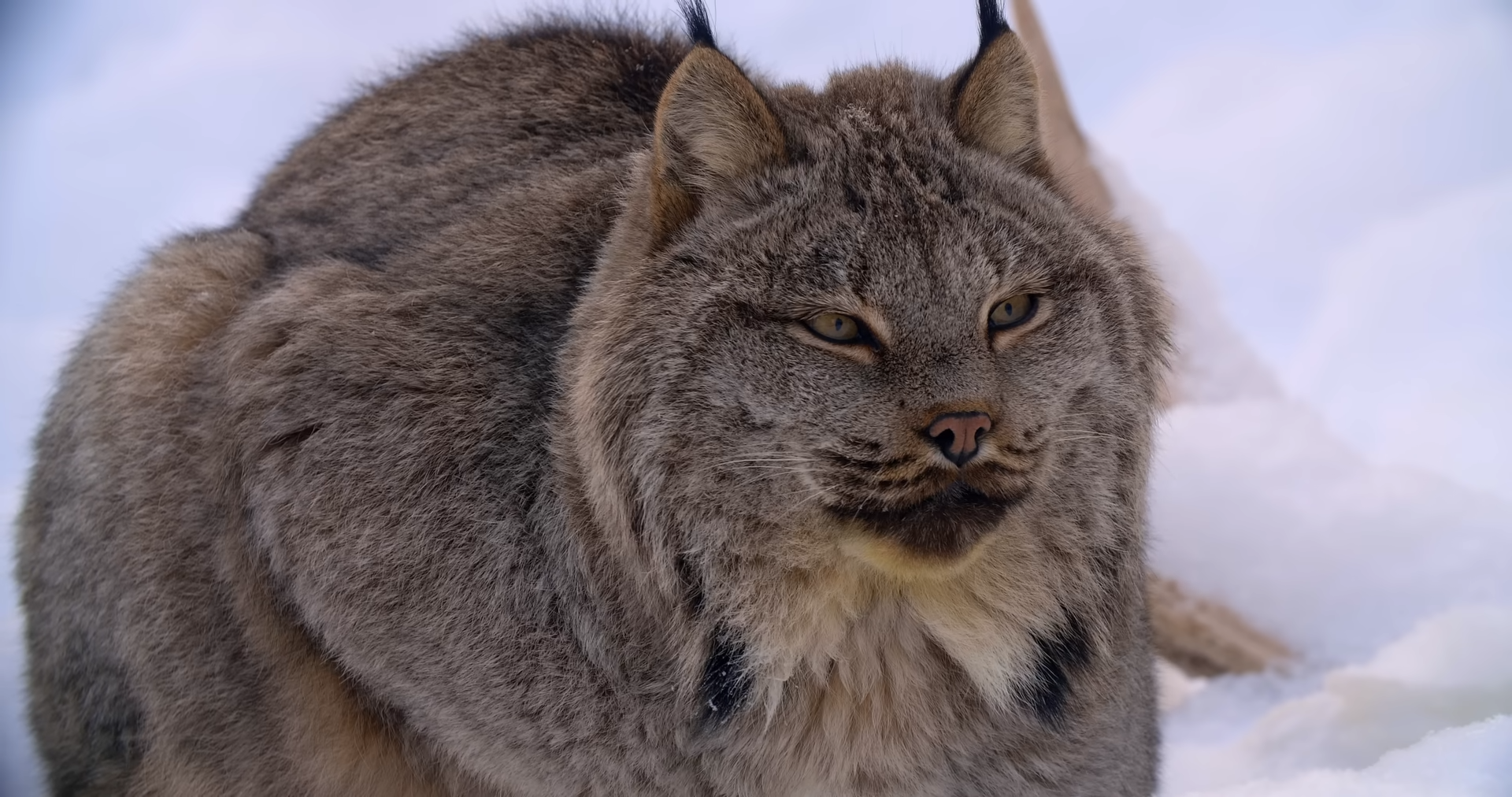 When Silence Breaks: The Eerie World of the Canada Lynx