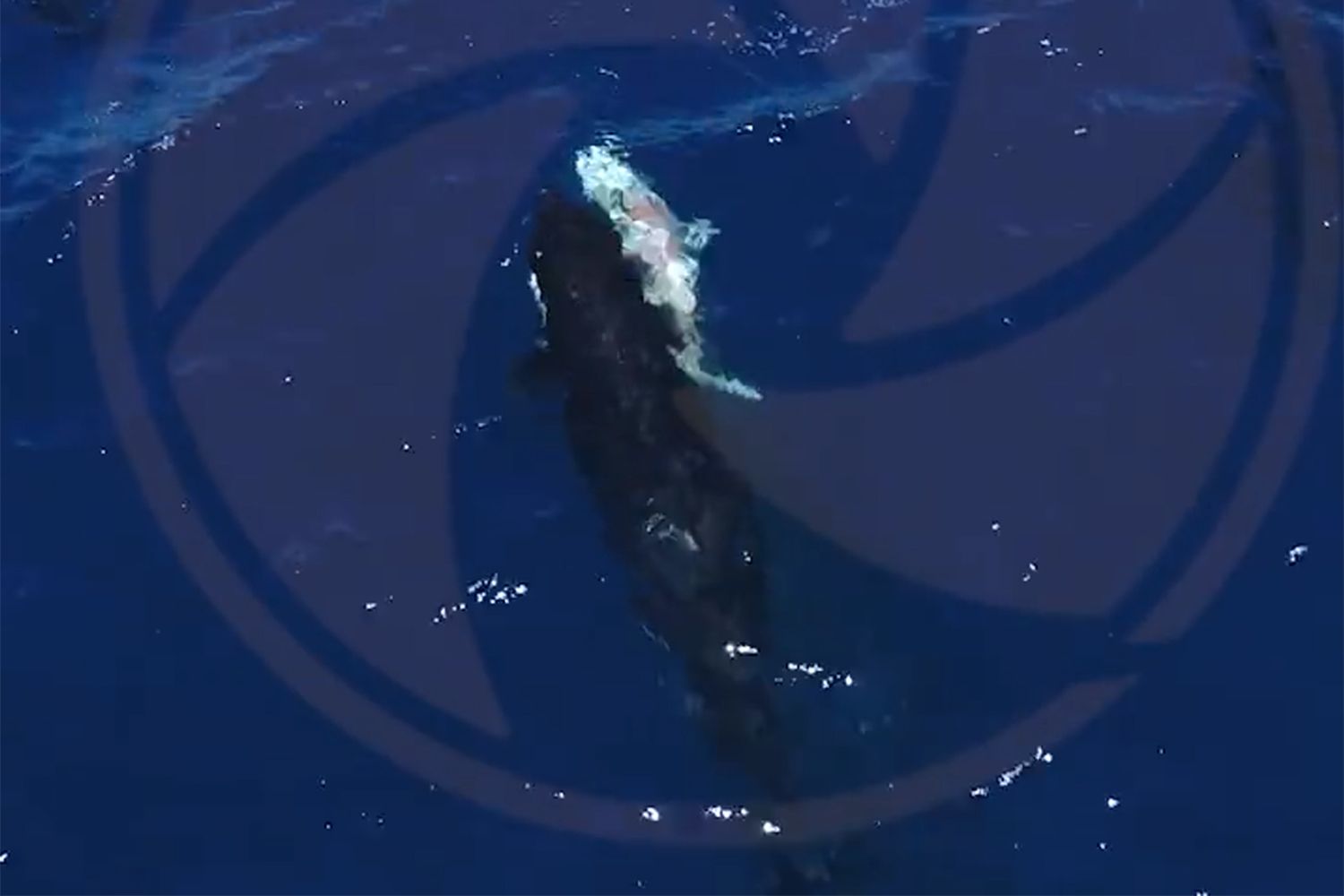 Orcas Filmed Hunting Great White Sharks and Eating Their Livers with(01)