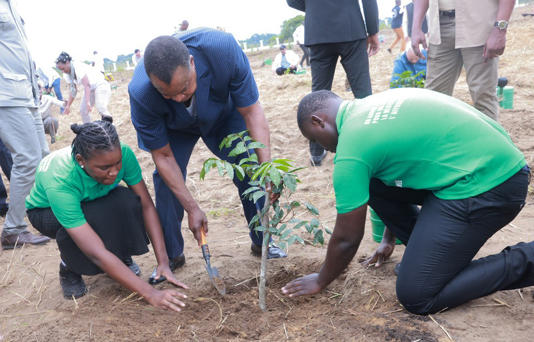 Congo : 1000 arbres plantés à Oyo
