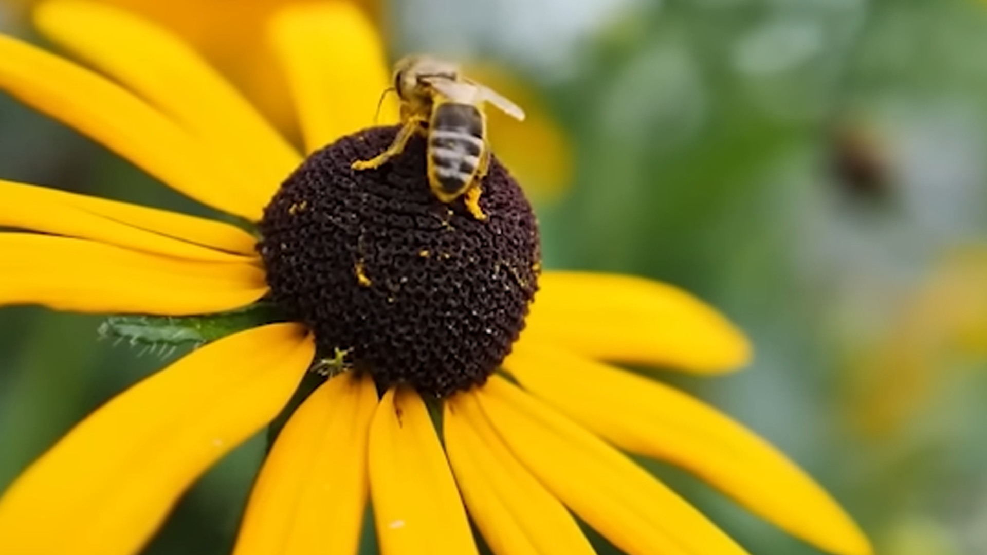 How Having Too Many Bees Became a Big Problem