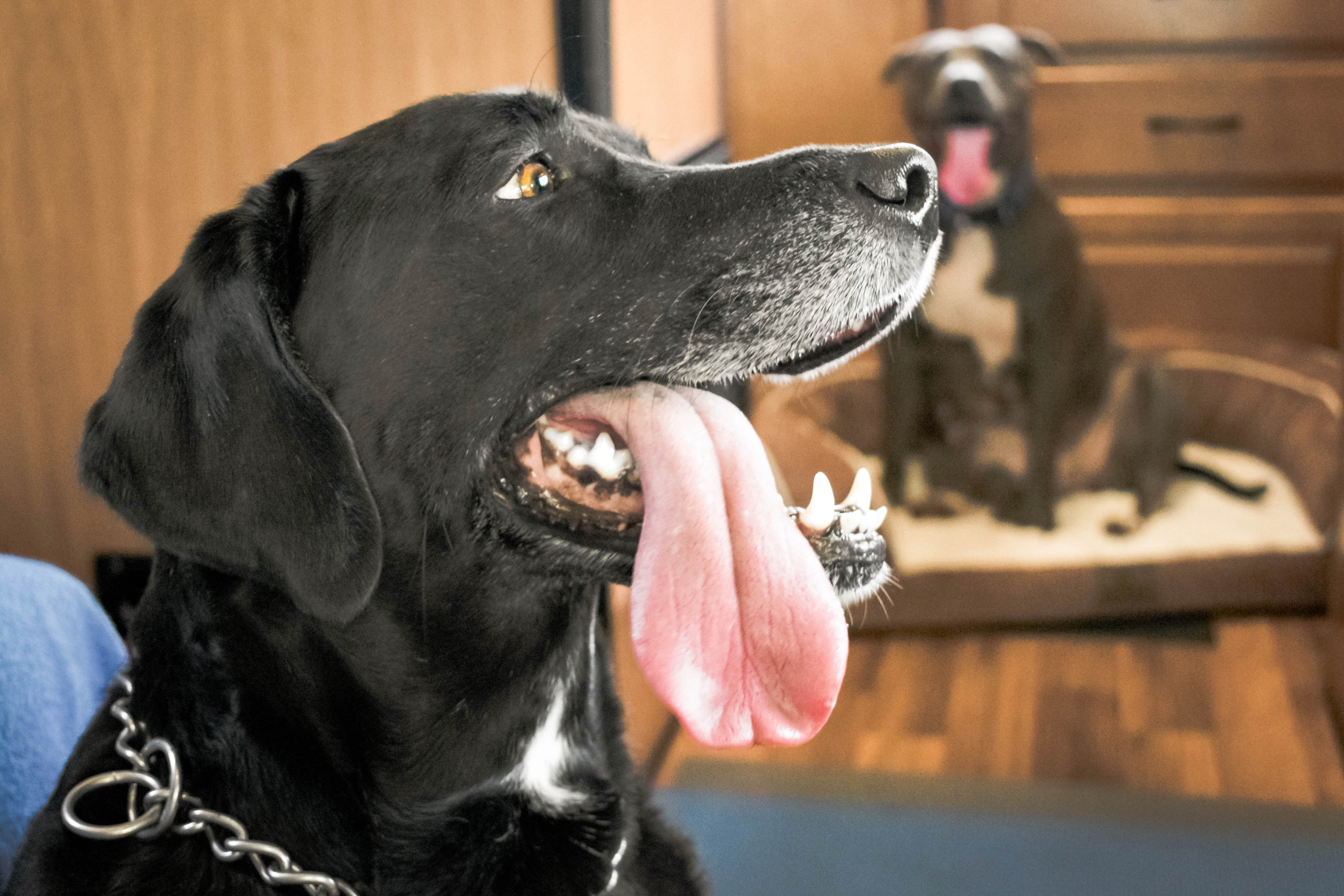 Dogs guard their mom—but one puppy’s other 