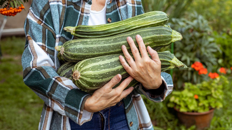 How To Grow Extra-Large Vegetables In Your Own Backyard Garden