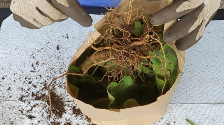 How To Overwinter Dormant Geraniums For Stunning Blooms Next Season