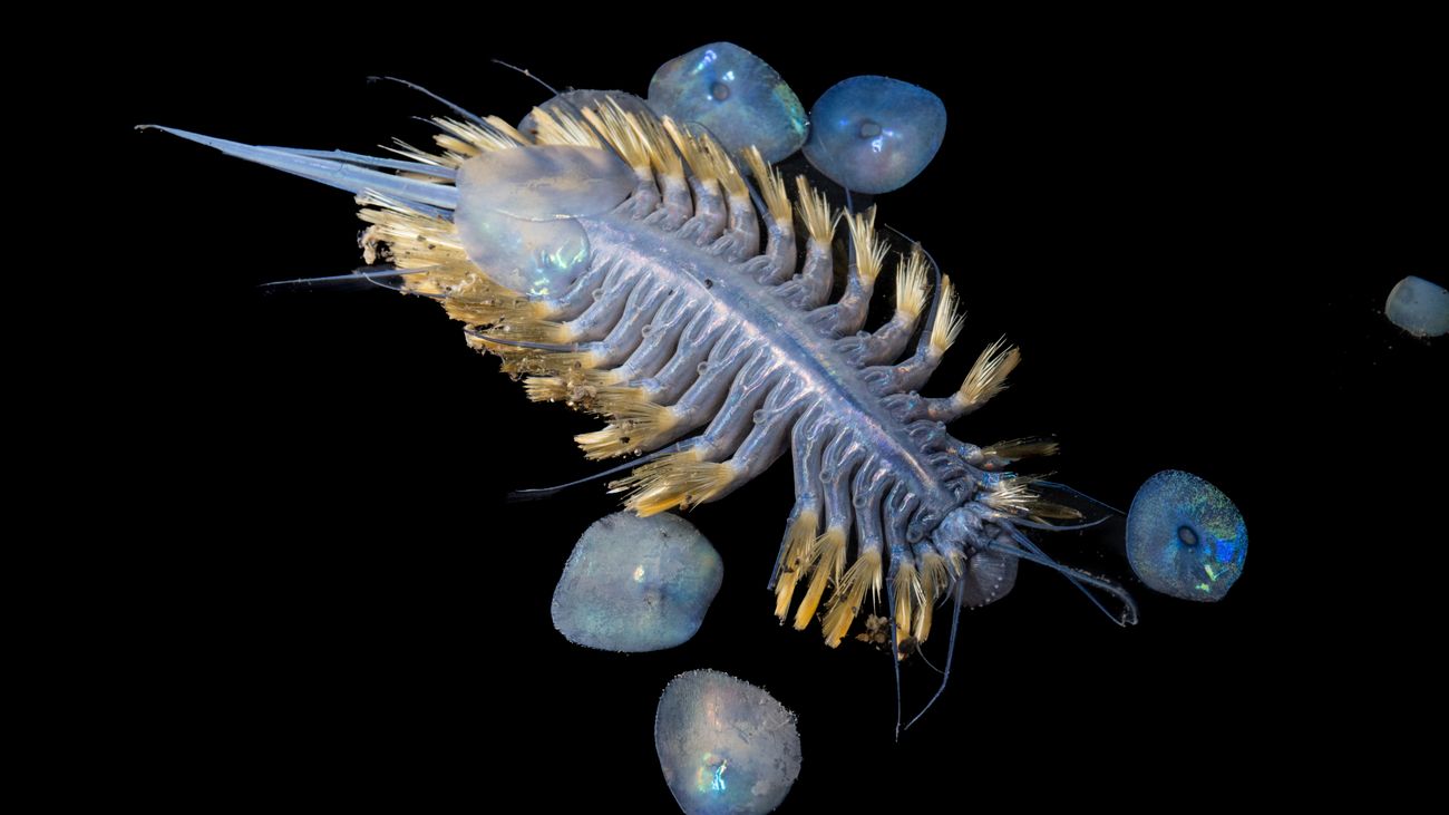 blue and yellow-ish iridescent scale worm