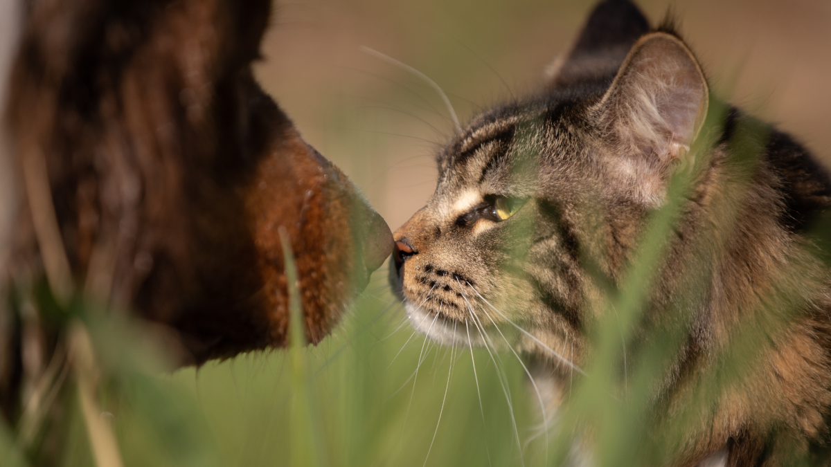 Cat Saddles Up to Street Dog & the Two Become Fast Friends