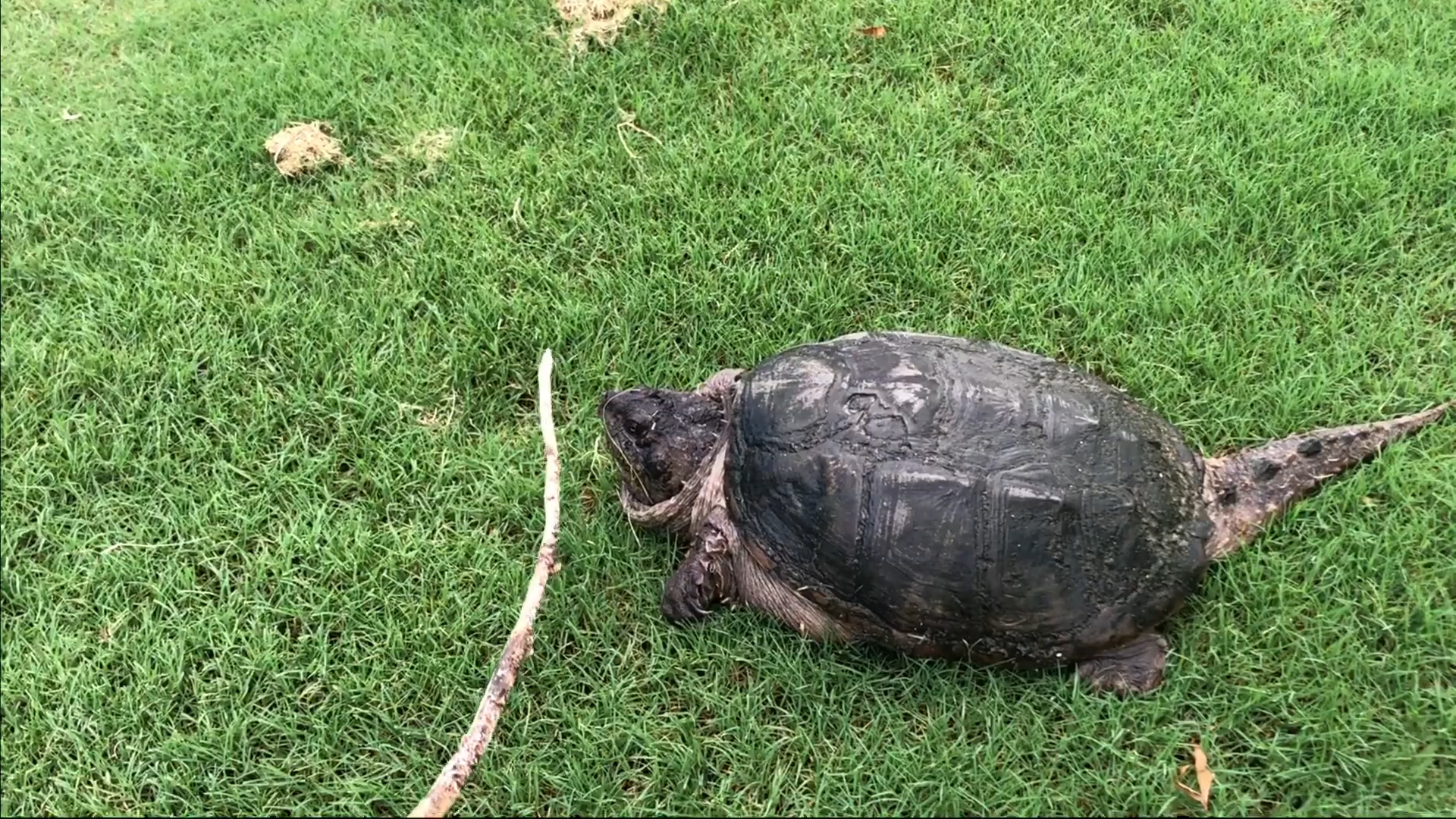 Wild Snapping Turtle Battle - This Get Intense Fast