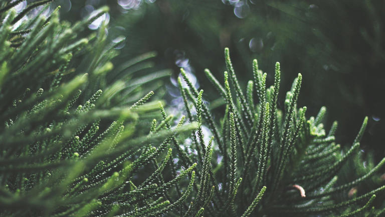 A tree capable of creating gold? The discovery that fascinates researchers