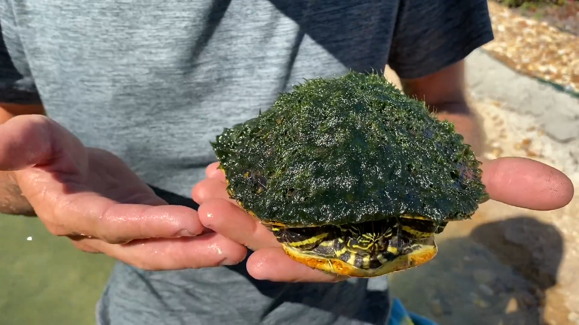 Saving Abandoned Turtles From A Toxic Pool Rescue Mission