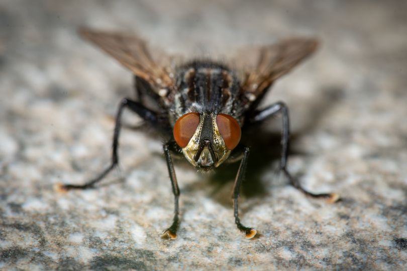 Explosion warning over insect device sold by Amazon, B&Q and Debenhams